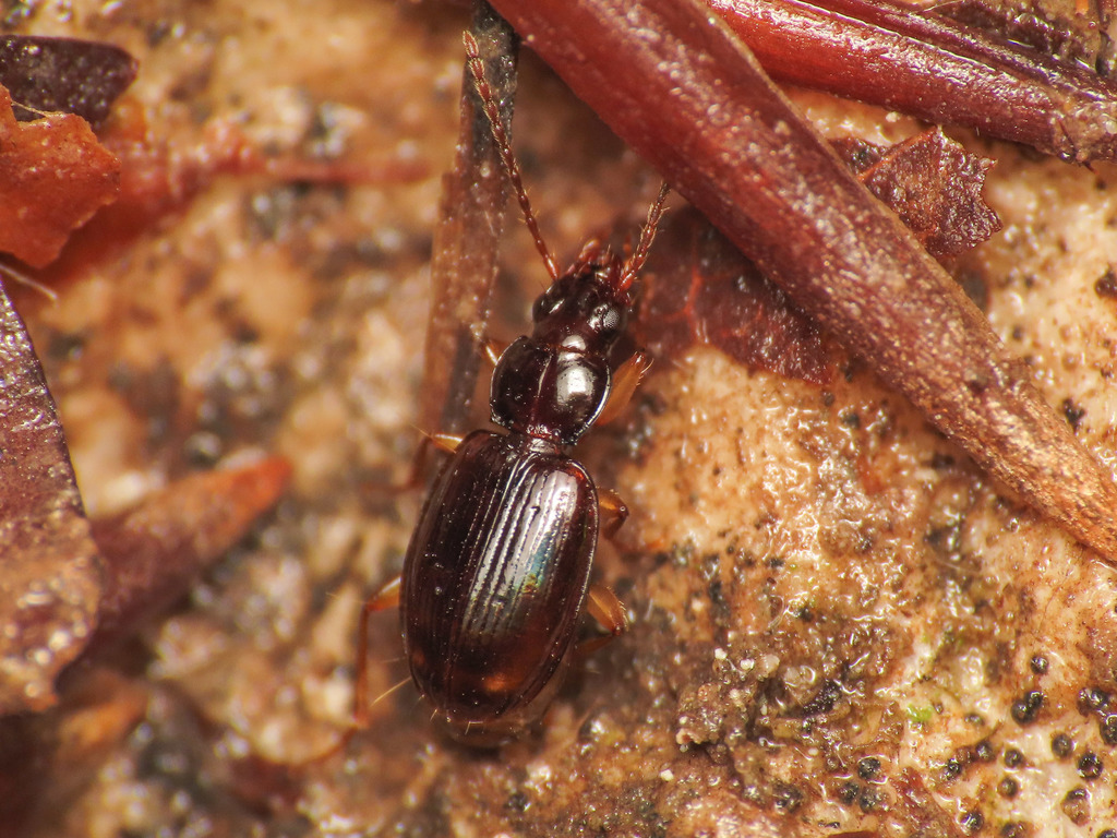 Trechus binotatus