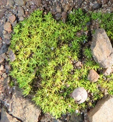 Trichostomum brachydontium