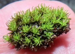 Trichostomum brachydontium
