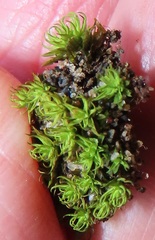 Trichostomum brachydontium