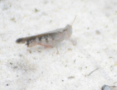 Spharagemon marmorata