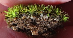 Trichostomum brachydontium