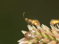 Micropterix