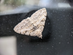 Digrammia gnophosaria