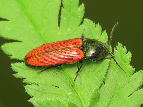 red-bodied click beetle