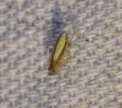 Scaphytopius elegans