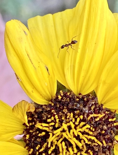iNaturalist observation photo of Argentine Ant