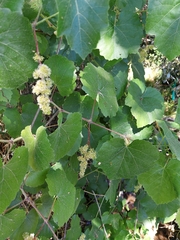 Vitis californica
