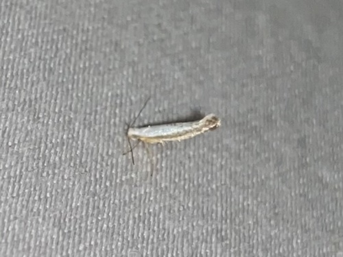 Speckled Argyresthia Moth photo 5