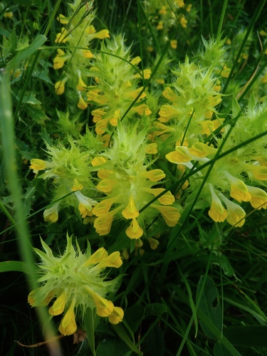 čermeľ bradatý (Melampyrum barbatum)