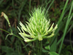 Trifolium ochroleucon