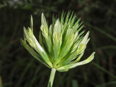 Trifolium ochroleucon