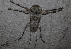 Oreodera glauca