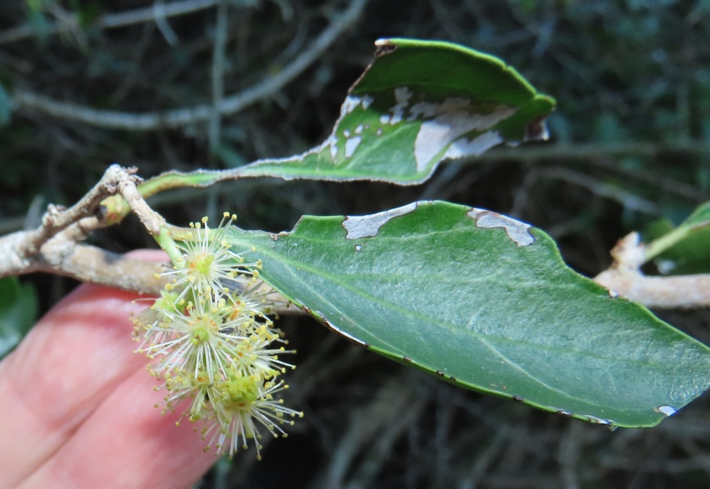 Coastal Kei-Apple
