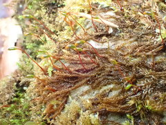 Hygrohypnum luridum
