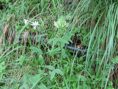 Trifolium ochroleucon