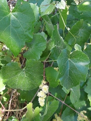 Vitis californica