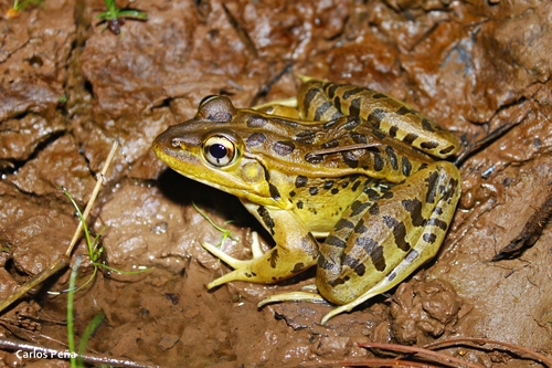 Forrer's Grass Frog