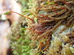 Hygrohypnum luridum