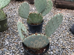 Opuntia aciculata