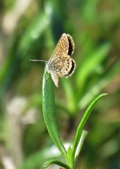 Brephidium pseudofea