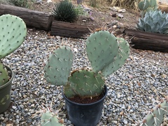 Opuntia aciculata
