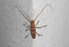 Eburodacrys triocellata