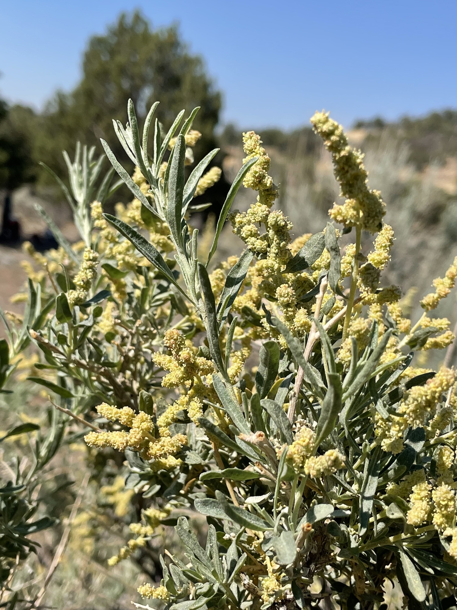 Atriplex canescens