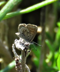 Brephidium pseudofea