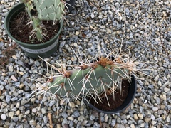 Opuntia jaliscana