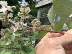 Rubus praecox
