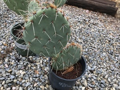 Opuntia jaliscana