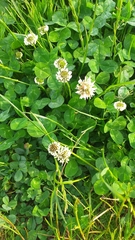 Trifolium repens