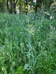 Brassica napus napus