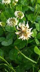 Trifolium repens