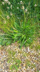 Plantago lanceolata