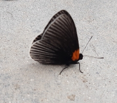 Hades noctula