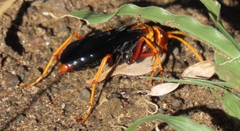 Hemipepsis tamisieri