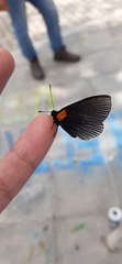 Hades noctula