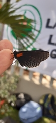 Hades noctula
