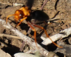 Hemipepsis tamisieri