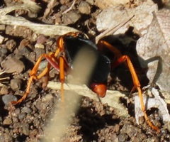 Hemipepsis tamisieri