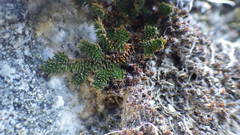 Selaginella eremophila