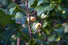 Sarcomphalus joazeiro