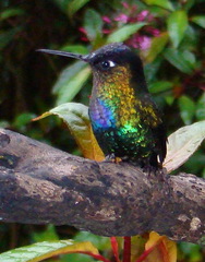Panterpe insignis
