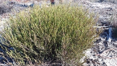 Lachnaea uniflora