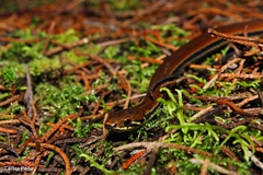 Monte Cristi Graceful Brown Snake photo 2