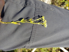 Valerianella amarella