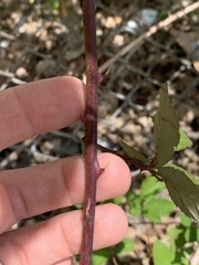 Rubus praecox