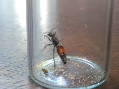 Dasymutilla texanella